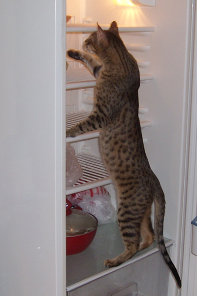 Buzdolabı Kedisi