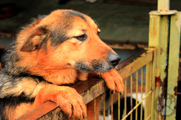 Yedikule Hayvan Barınağı'nda Bir Köpek