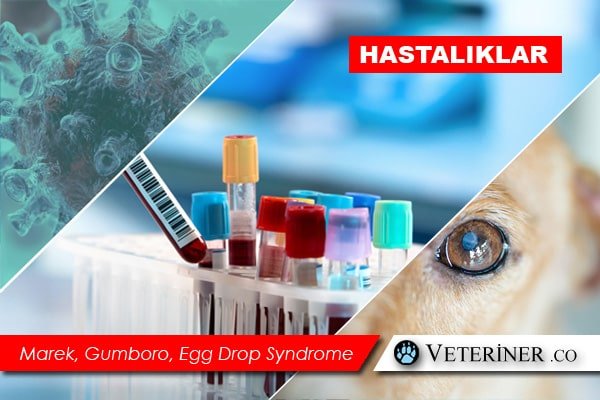 Marek, Gumboro, Egg Drop Syndrome (EDS-76)